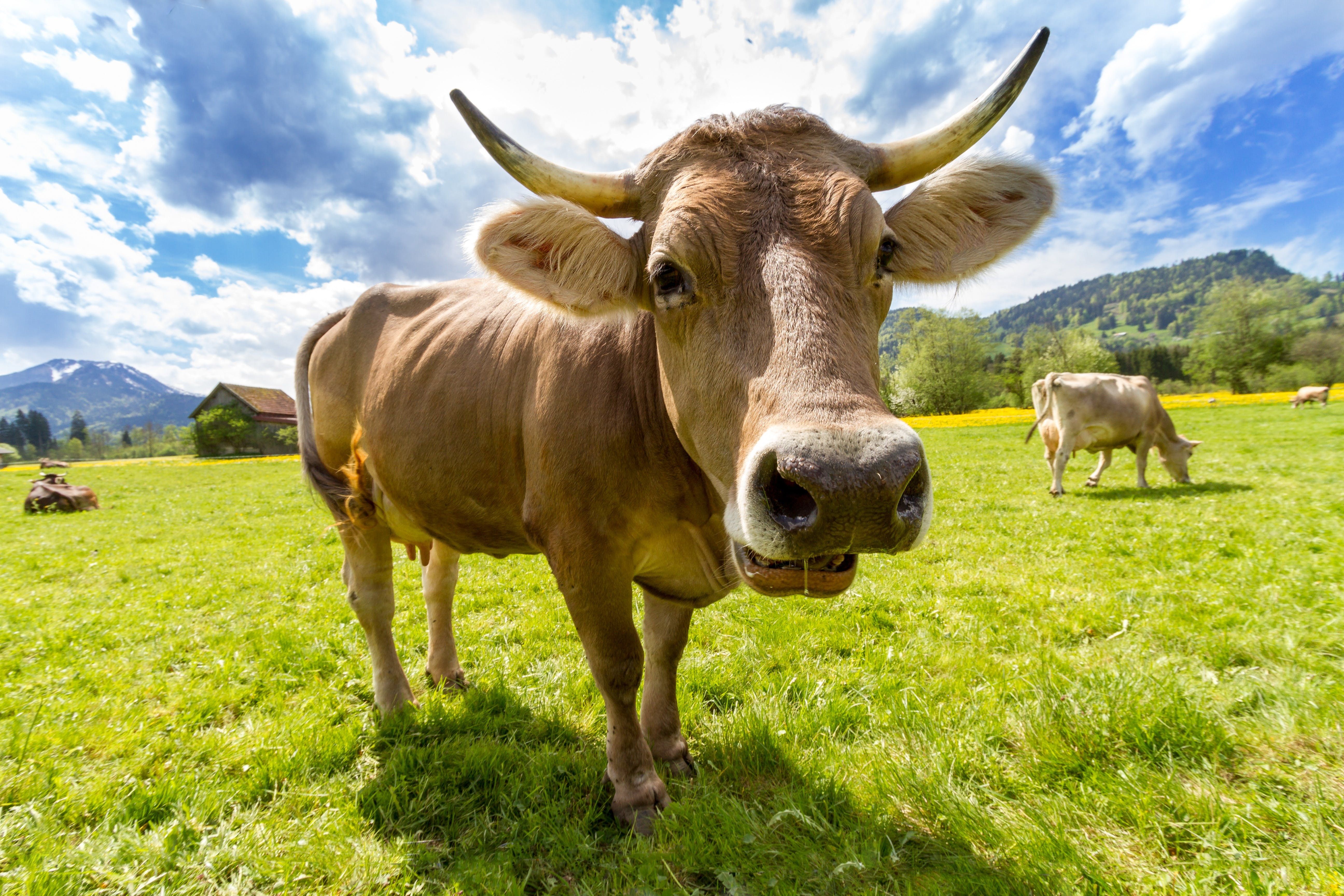 a cow in a field