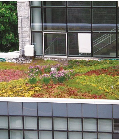 an extensive green roof