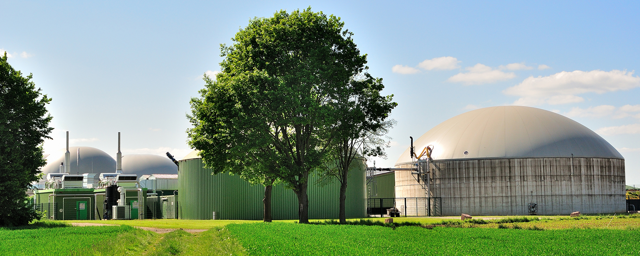 a big dome in a field with a tree